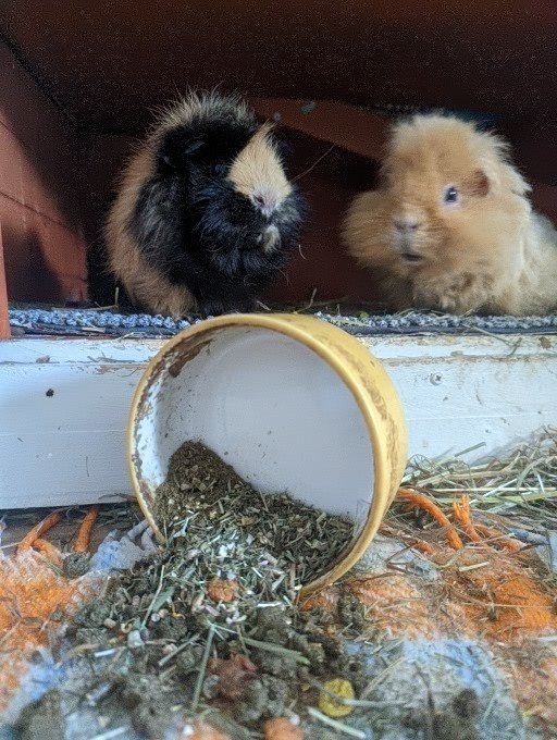 tempobscure's tweet image. Every morning my pigs protest about @PetsatHome discontinuing their favourite dry food.