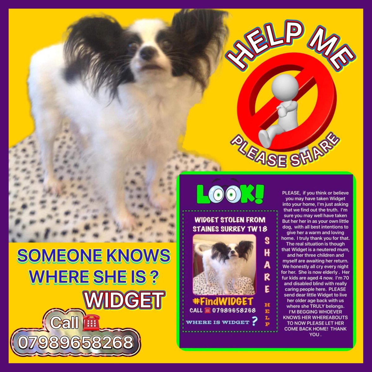 LisaLisaw1's tweet photo. #FindWidgetStolen #Papillon 26.06.20 #Staines #Surrey #MissingTwoYears https://t.co/cig6GbTyqQ