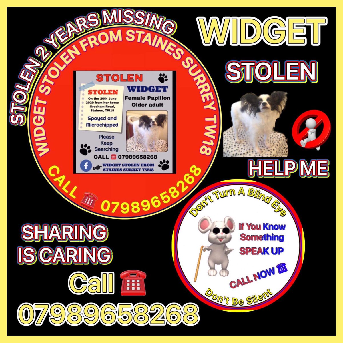 LisaLisaw1's tweet photo. #FindWidgetStolen #Papillon 26.06.20 #Staines #Surrey #MissingTwoYears https://t.co/ZPG5xFYHT8