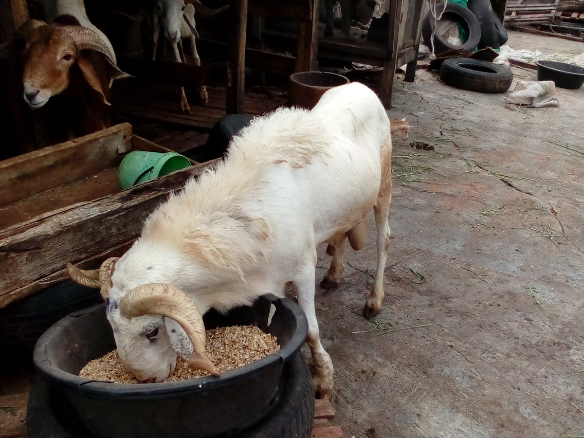 tayomide430's tweet photo. And your ILEYA COW https://t.co/ajq1Tbxk3X