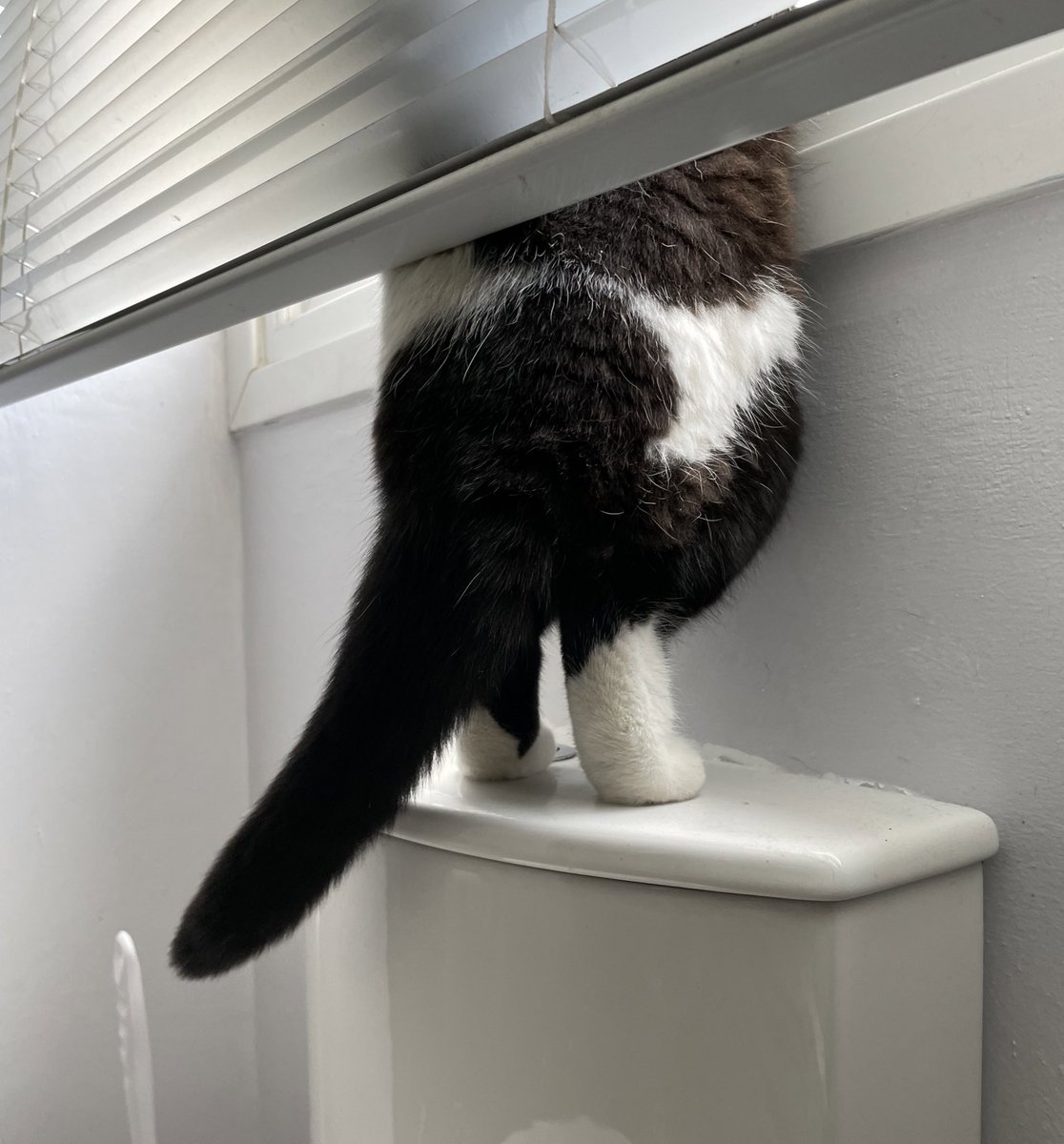 little rush of serotonin for the tl 
tiny little leggies