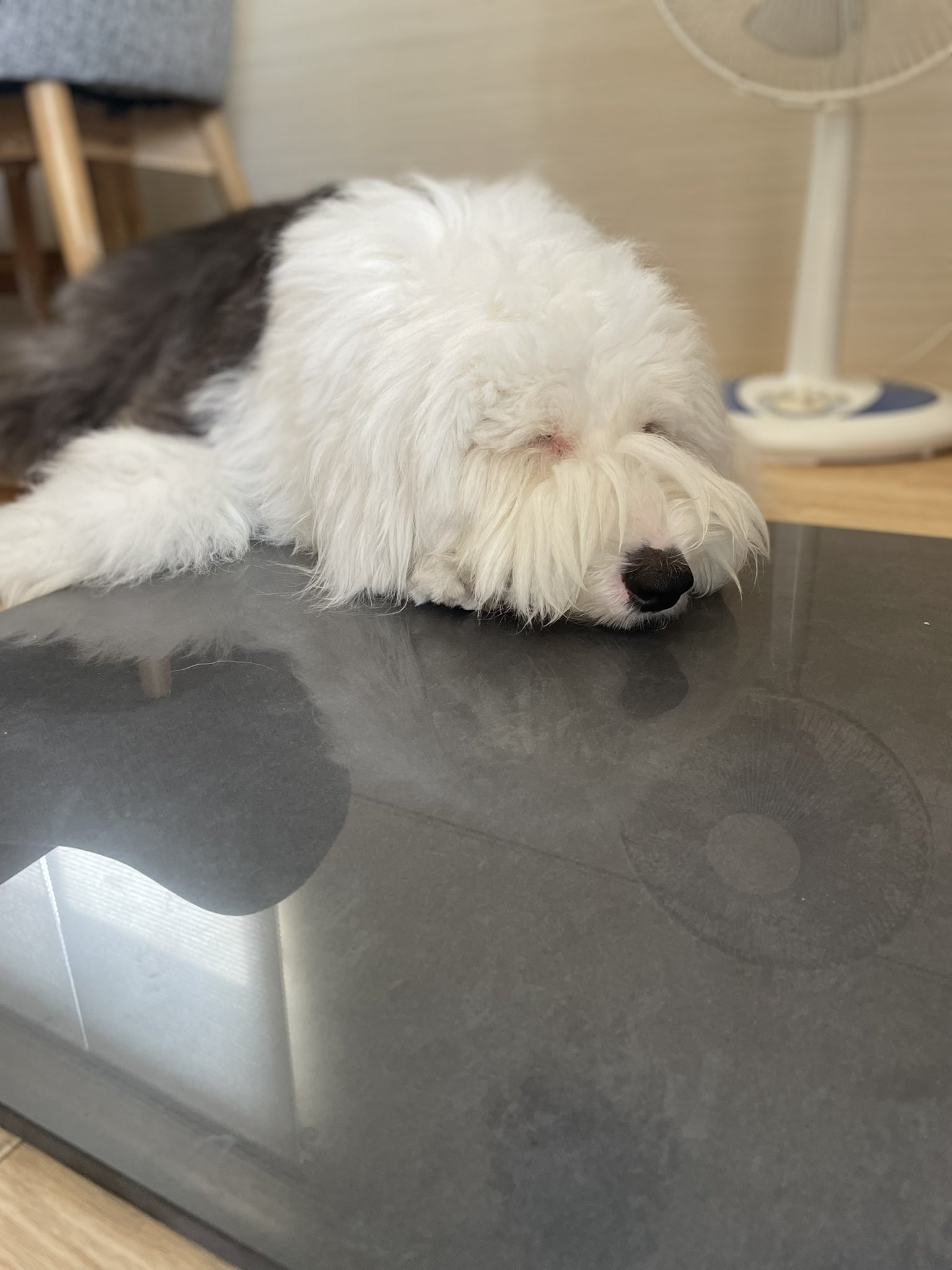 ハローキティ☆子犬とお散歩シリーズ根付け オールドイングリッシュ