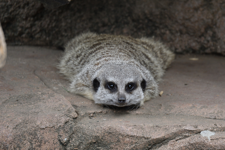 mamekoro51's tweet photo. 涼しそうな場所を探すお兄ちゃん。
#ミーアキャット　#井の頭自然文化園 https://t.co/X6mZq94S5X