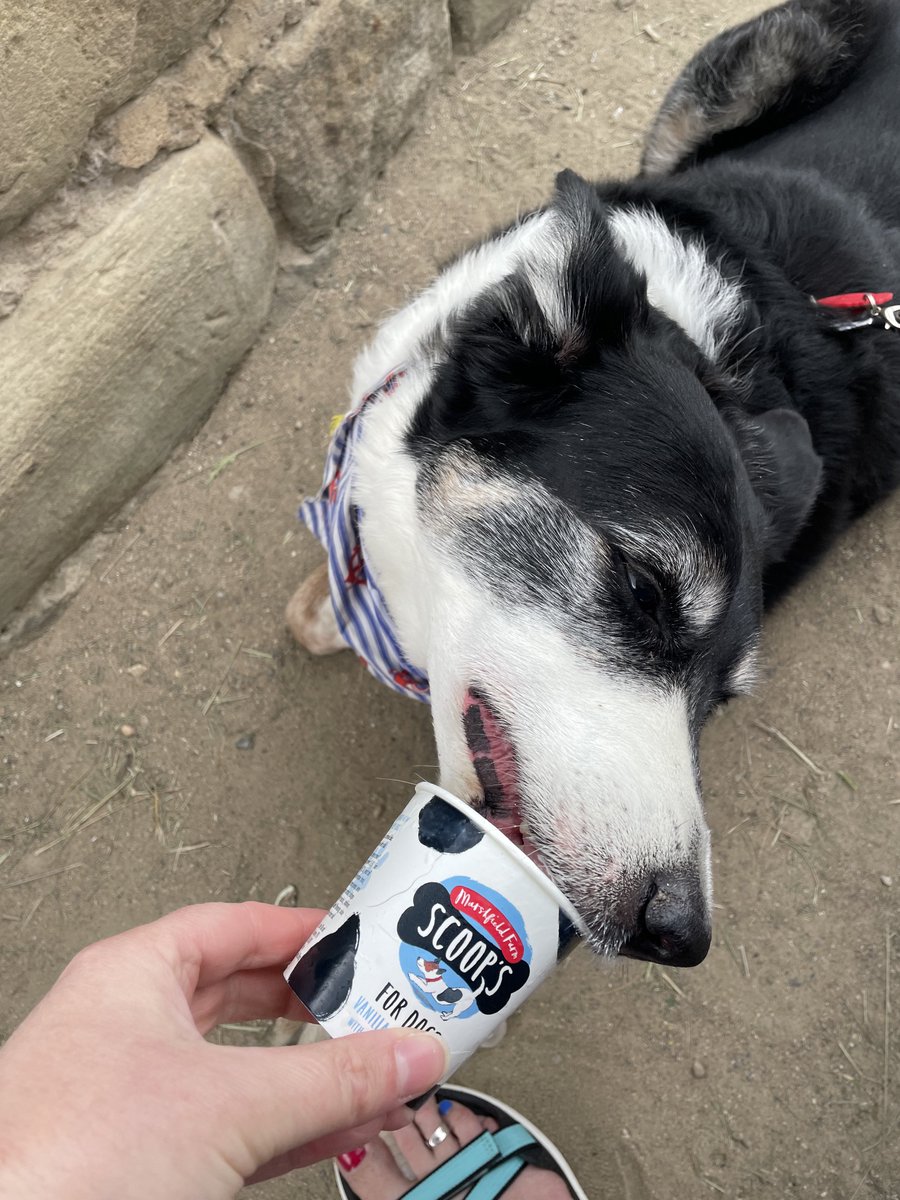 Be as happy as Jack eating a @MarshfieldIces Scoops dog ice cream at Scarborough 🧡 #rescuedog #adoptdontshop #rescuebordercollie