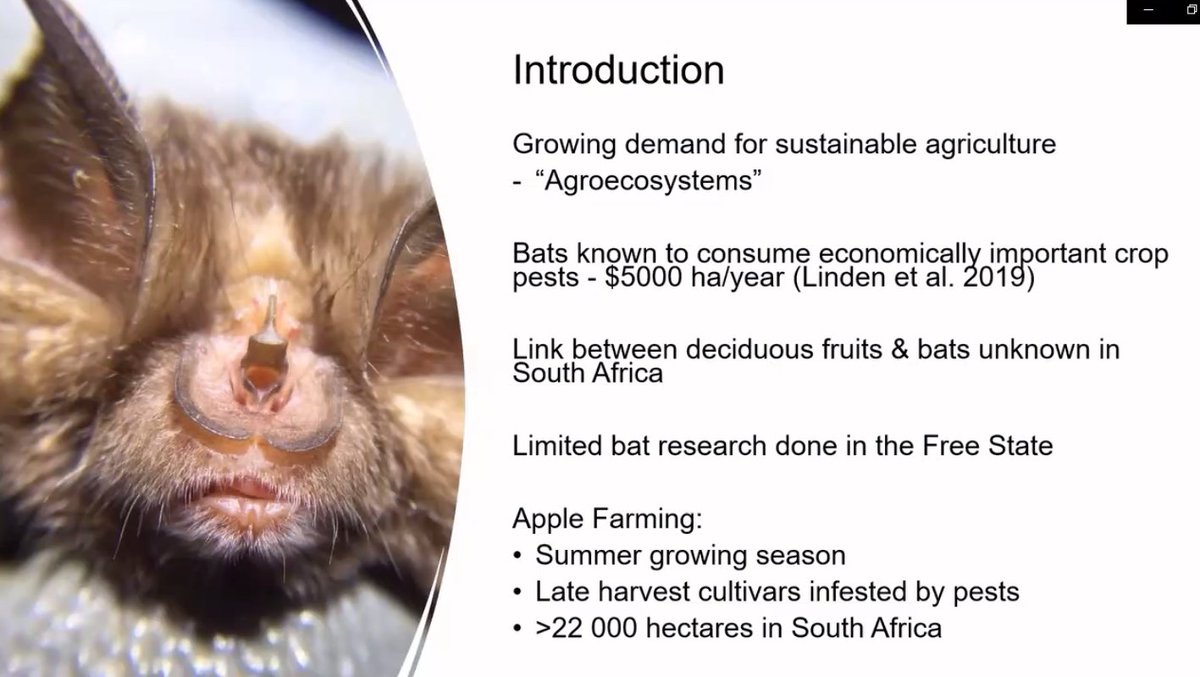 bats_w_borders's tweet photo. Talk 16 - #AlexandraHoward @blondezoologist - '#Ecosystemservices of #bats on #applefarms in the eastern #FreeState Province of #SouthAfrica'. @UFSweb #PhDlife #dayjob ##agroecosystems #AfriPopo2022 #AfricanBats #newspeciesrecords https://t.co/Ung4jKmw45
