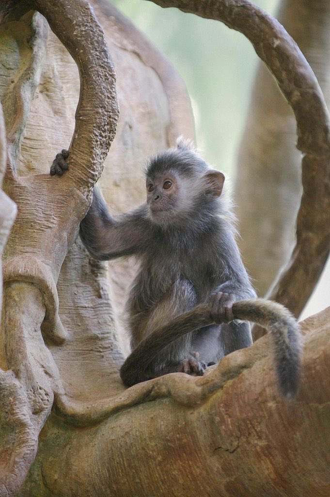 dailyprimeapes's tweet photo. silver leaf langur https://t.co/hLAPV44ySf