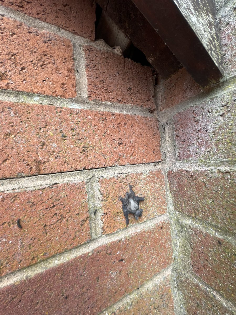 Second year in our new home and this is the second year we have had to rescue a bat pup. It has happily made its way back in to the colony. They are quite cute really. <a href="/_BCT_/">Bat Conservation Trust</a>