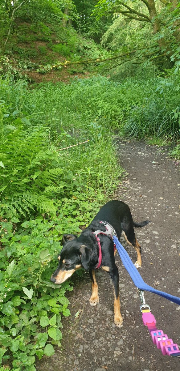 faithfulwestie's tweet photo. Sometimes we just don't appreciate what is on our doorstep ๐ณ#localwoods #doggyadventures #beagle #RescueDog https://t.co/uO6Y53fkDm