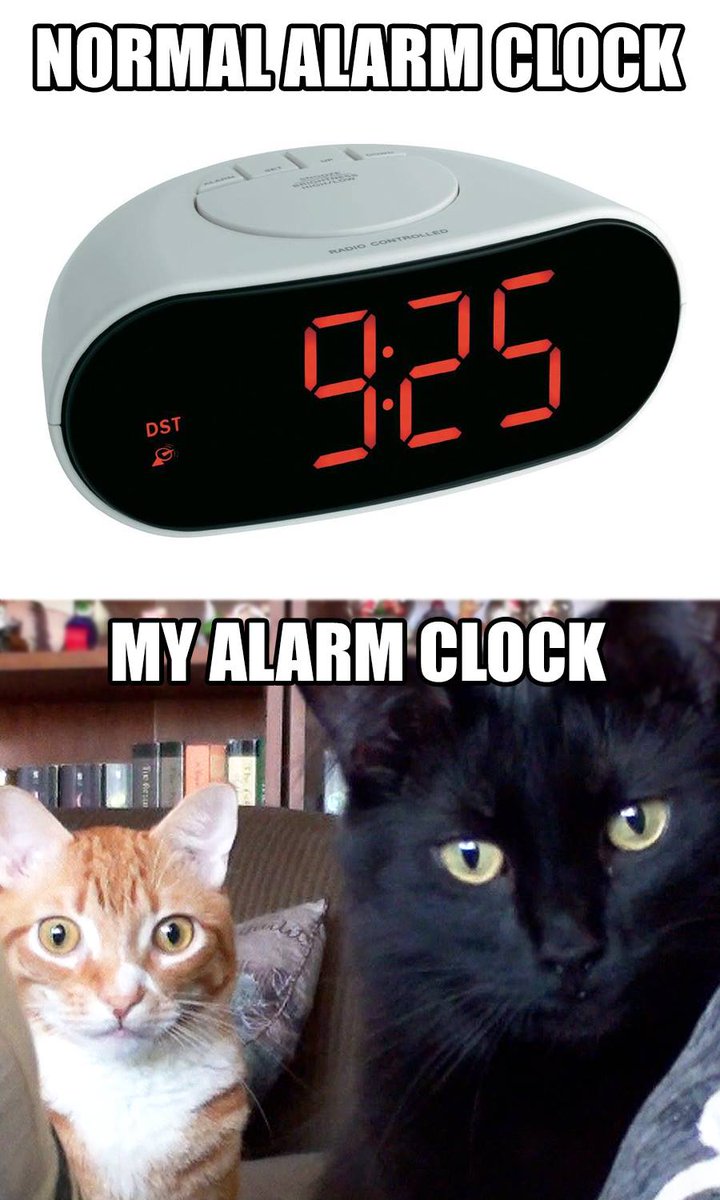 ColeTheBlackCat's tweet photo. There's no snooze button on a cat! ⏰😺

#SundayMorning #CatsOfTwitter https://t.co/MZ6hynJqnz