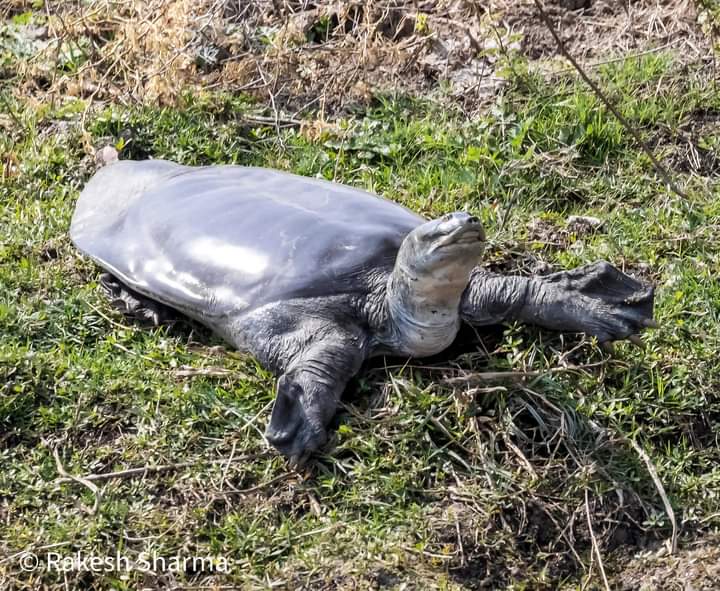 Free hugs, anyone? 🤗 Sike! I'm just basking..💆‍♀️☀️ A Gangetic Softshell Turtle, aka Indian Softshell Turtle (Nilssonia gangetica), by Rakesh Sharma, Keoladeo NP, Rajasthan. #nationalpark #rajasthan #india #keoladeo #bbcearth #natgeo #animals #wildlifephotography #reptiles #herp