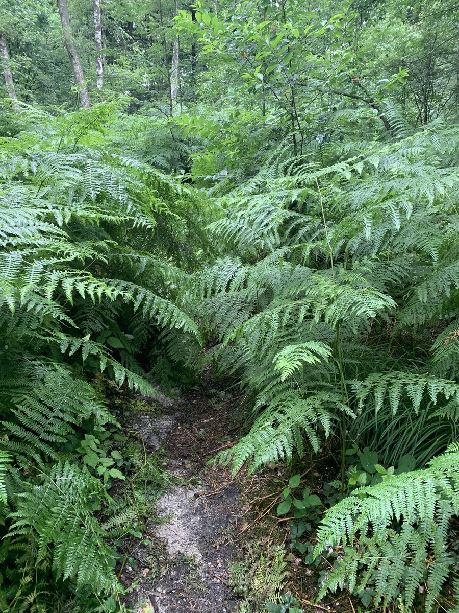 Heute ging es auf eine Leiter Runde. Min 3,80M war die Anforderung. So ging es mit dem benötigten Tool in den Wald, um ein paar Geocaches zu finden. Hatte zum Teil sehr kleine Wege. #Cachefrequenz #GoGeocaching
