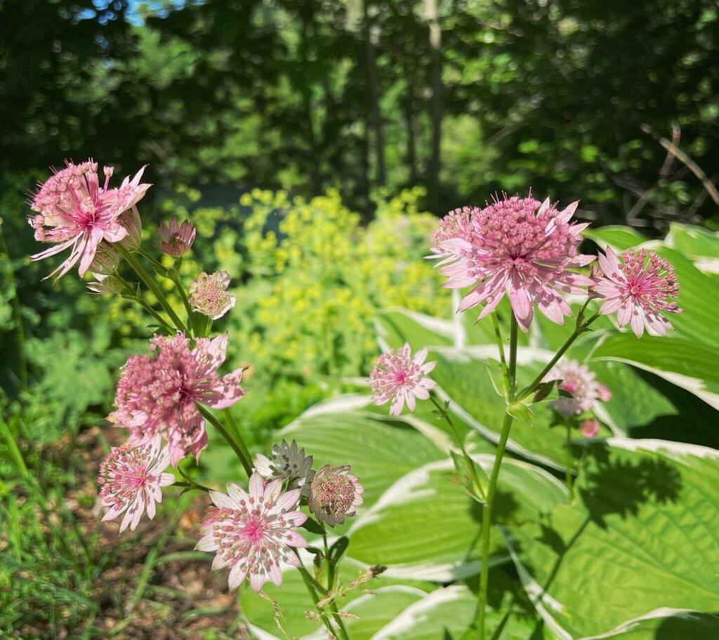 vermontgirlamy's tweet photo. Masterwort. 💕 I picked this up years ago at a Hanover Garden Club sale but the woodchucks always ate it down in the spring. Happy to see some flowers this year. 🌸
#masterwort #astrantia https://t.co/HtdmnzdwPS https://t.co/q3dGPgL1Jc
