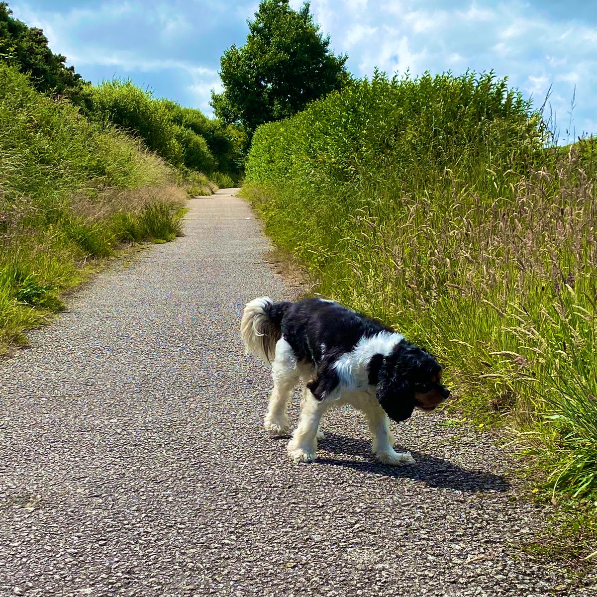 jamescutlan's tweet photo. Sunday run, Sunday walks..
.
Few weeks till the @MudCrewEvents RAT ๐๐ด Hopefully put me in a good place to bounce with training wise for @chestermarathon in October ๐
.
#ThirdTimeLucky #Sub240 #ChampSpt https://t.co/sEU7WaszPW