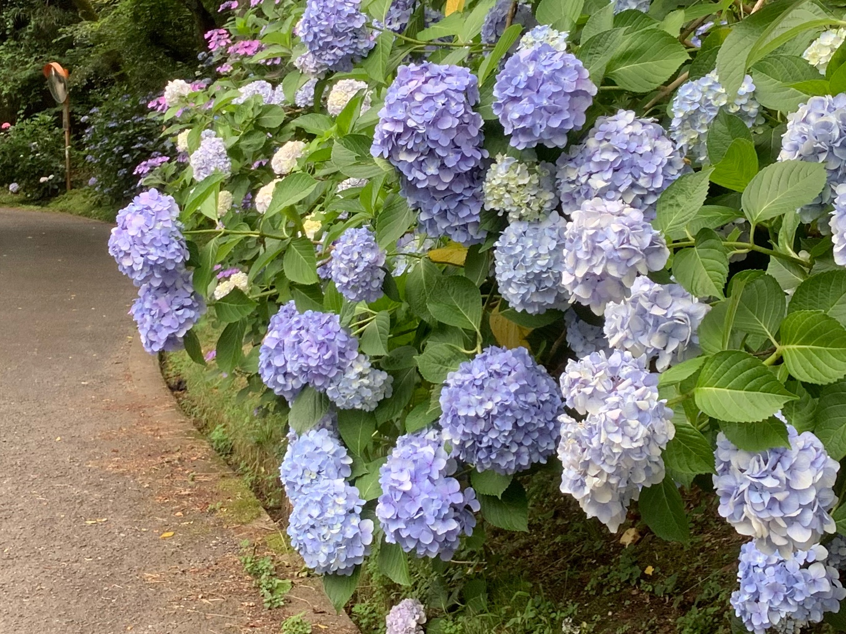 長弓寺 Twitter Search Twitter