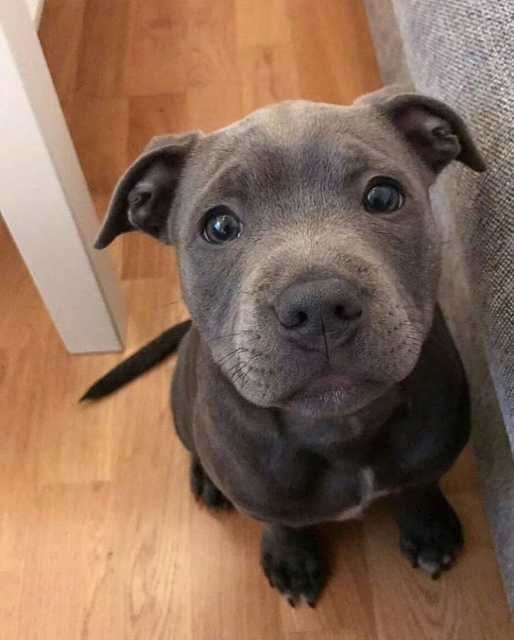 It is impossible to say no to that look!!!