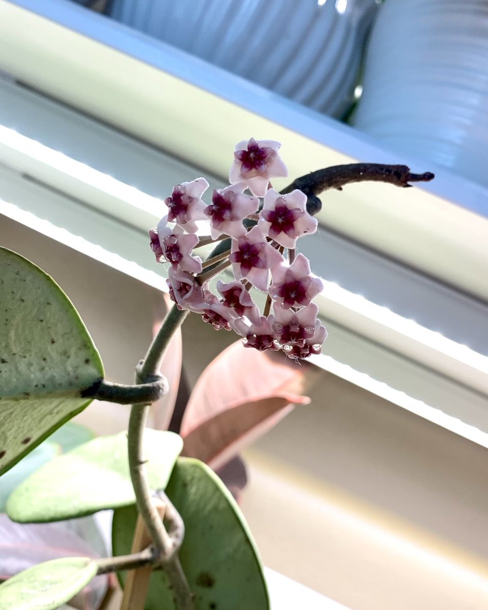 First time I got a Hoya to flower! Hoya obovata! 🌺🌸😊🥰
