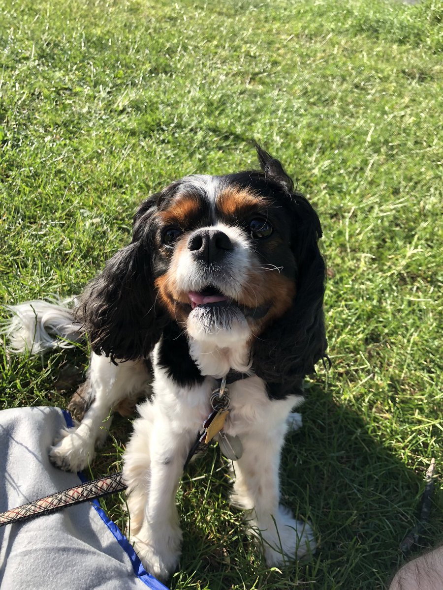 Yesterday was my birthday and I am now a happy 9 years old. Dad let me have some of his milk shake to celebrate!