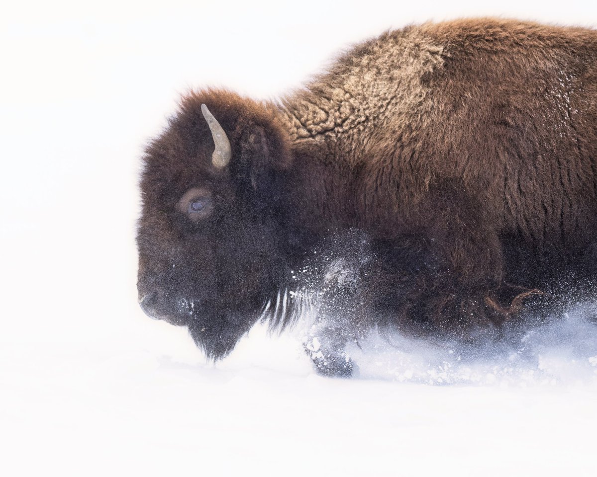 One Foot in Front of the Other
#photo #photography #photooftheday #photographylovers #beautiful #picoftheday #canon #travel #instagood #optoutside #animal #animals #canonfavpic #nature #naturephotography #naturelovers #naturelover #wildlifephotography #wildlifebison #yellowstone