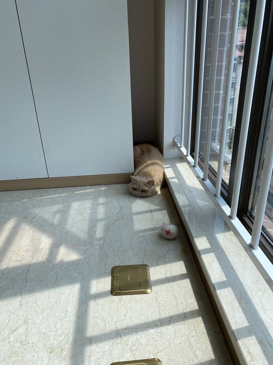 chillyqing's tweet photo. Liquid Cat https://t.co/zbv9g8NOmy