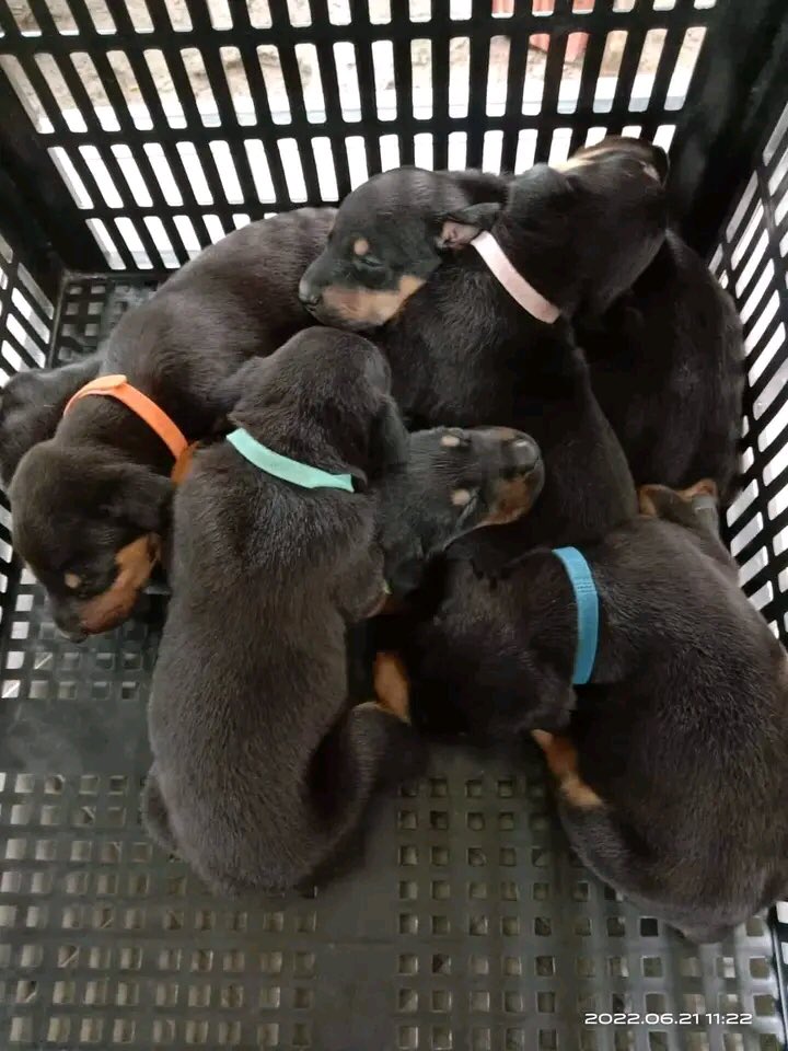 3 months old available