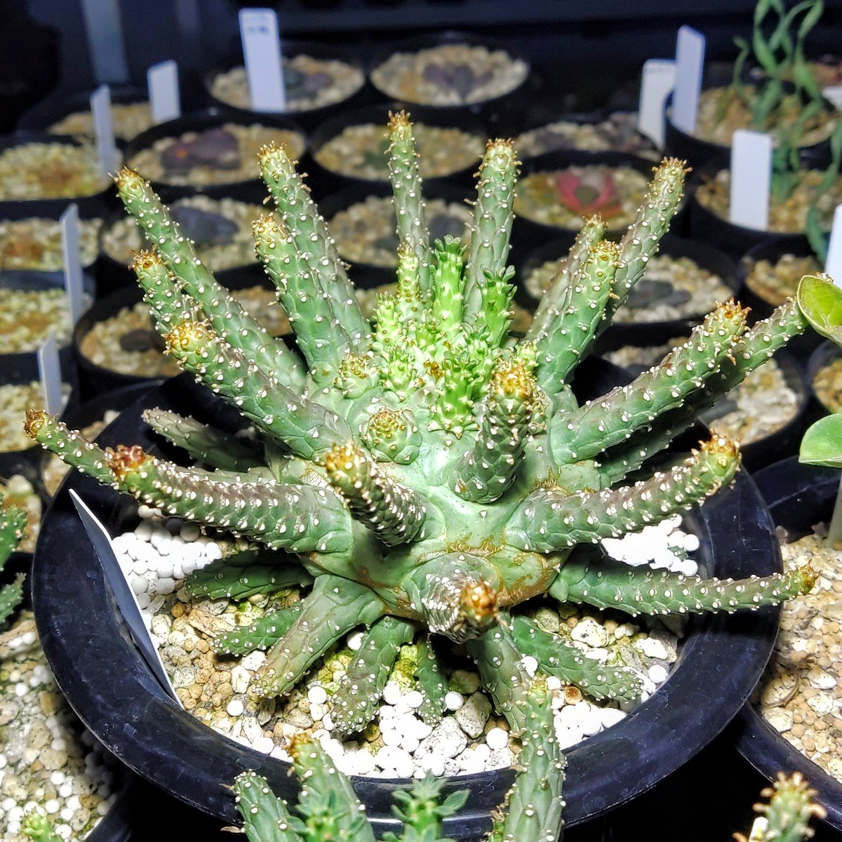 Euphorbia hopetownensis F267【大株】 ユーフォルビア ホープタウン