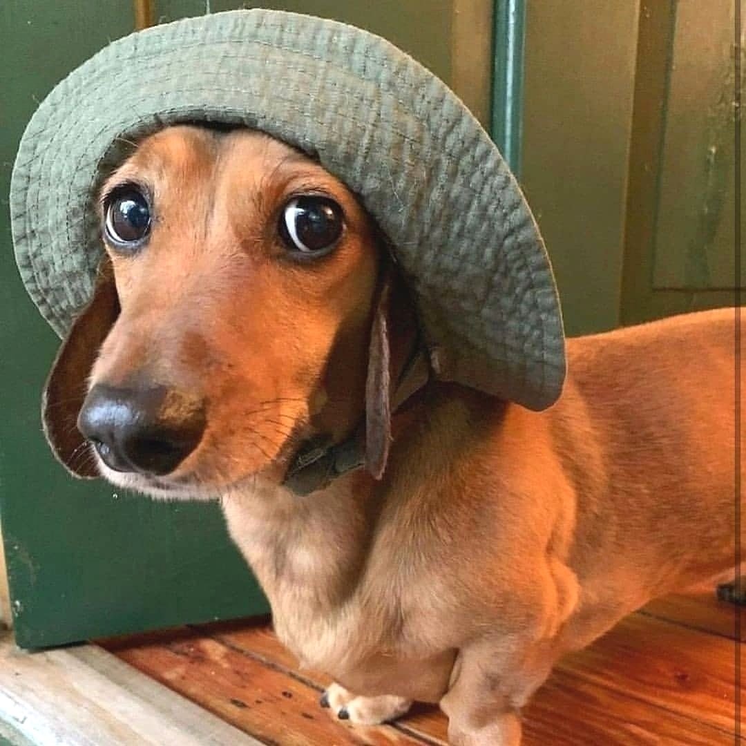 dachshund_heave's tweet photo. So sweet ❤️ Cute or not??❤️
#Dachshund #Dachshunds https://t.co/hOB5iP5qkP