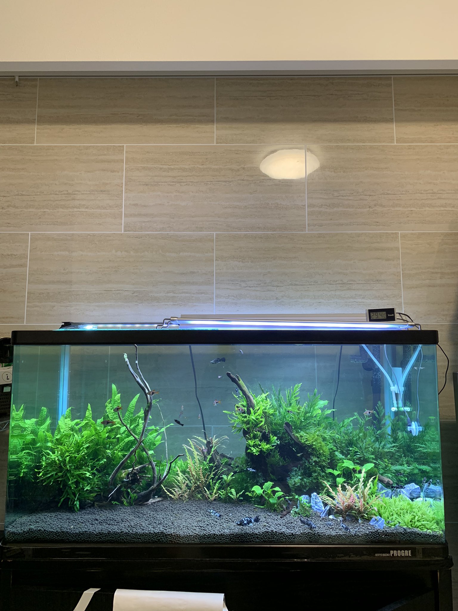 ゆる く金魚 Zpjvvjuhxbpfujh Twitter