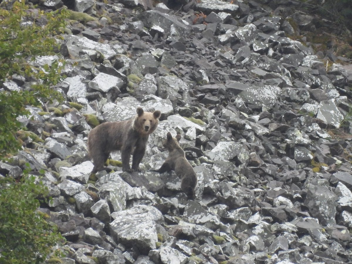 ESTRENO <a href="/YouTube/">YouTube</a> !
El Oso Pardo Regresa al Territorio
🎞️ Secuencia: animal joven asciende por los brezales de los roquedos de Leitariegos (Asturias), mayo 22
youtu.be/QxSJwp6Nwnw 

🎦 de <a href="/3duardoFG/">Eduardo Fernández 🐺</a> con apoyo técnico y científico <a href="/NatureTrustEU/">The European Nature Trust</a> <a href="/victortrabau/">Victor Trabau</a> <a href="/fundacionoso/">Fundación Oso Pardo</a>