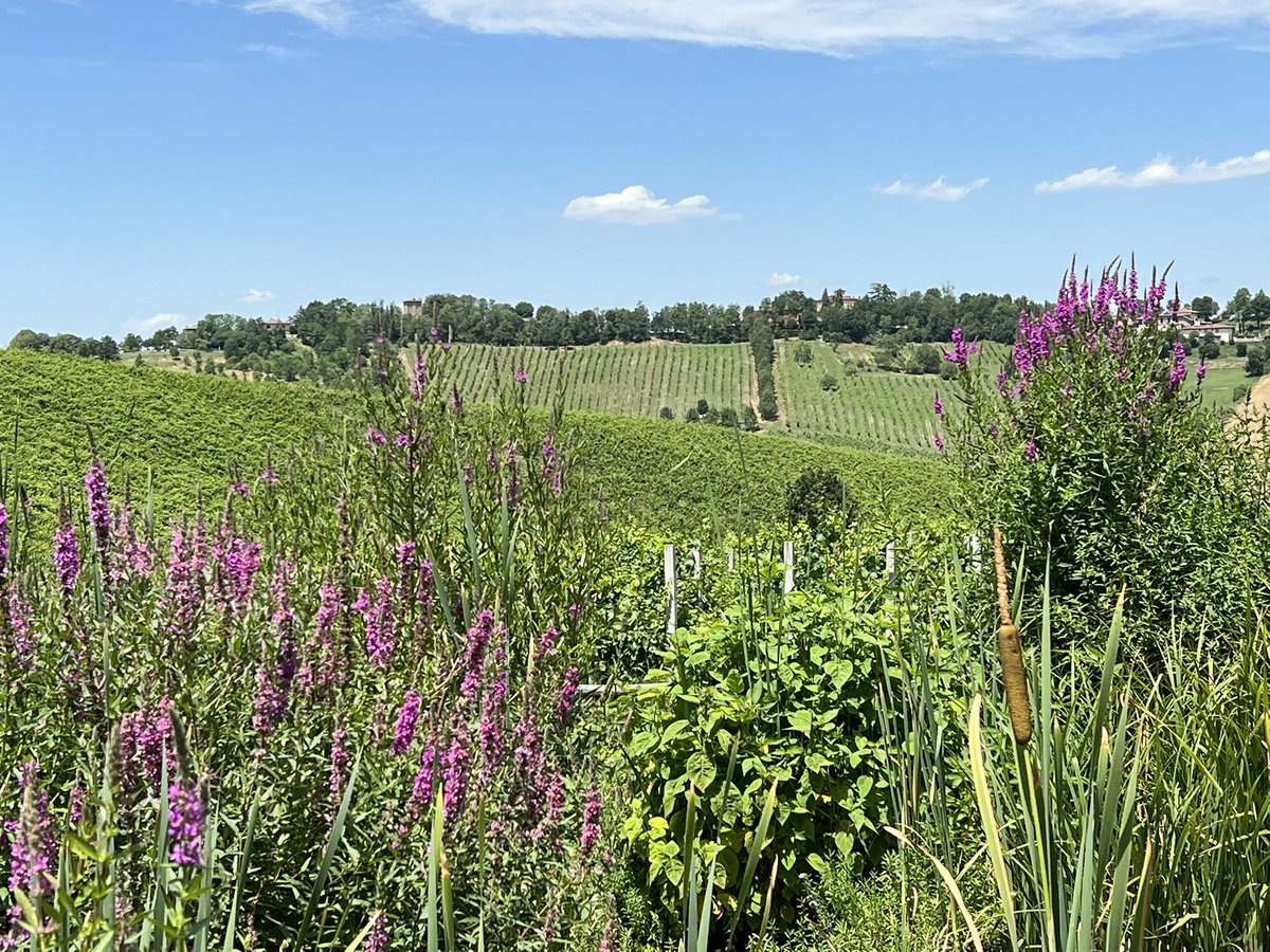 Alberto Ribas tweet media