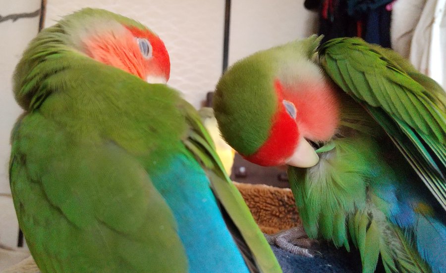 色変わりと呼ばれるコザクラインコの色と種類 珍しいタイプも紹介 鳥の種類について知りたいならあにまろ る
