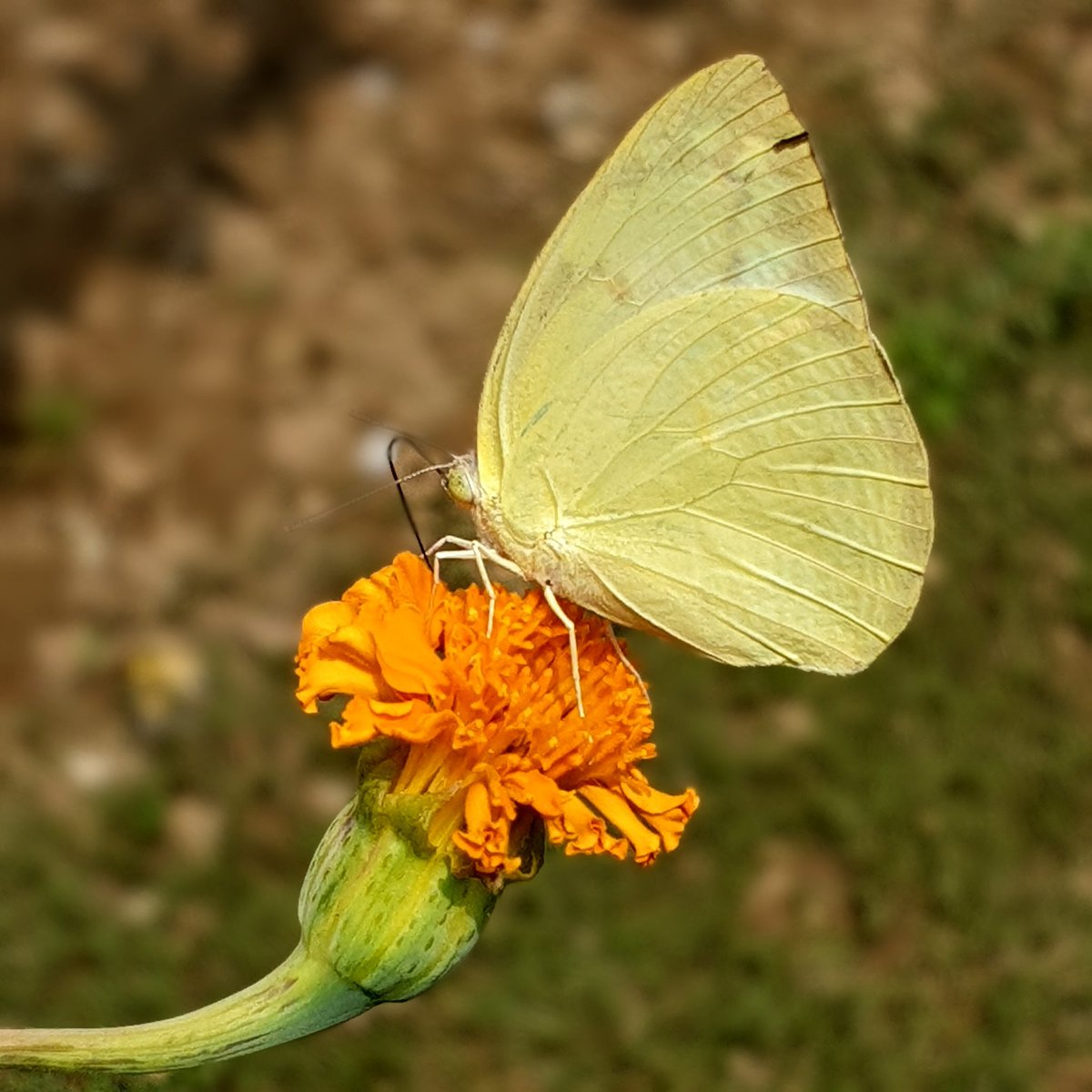 Alok_Dhawan's tweet photo. #SundayPleasures: #CommonEmigrant #butterfly made my day 😊
#NaturePhotography @MonaPatelT #Garden #Marigold #PictureOfTheDay @BBCWorld @NatGeoPhotos https://t.co/p43ksYNBtW