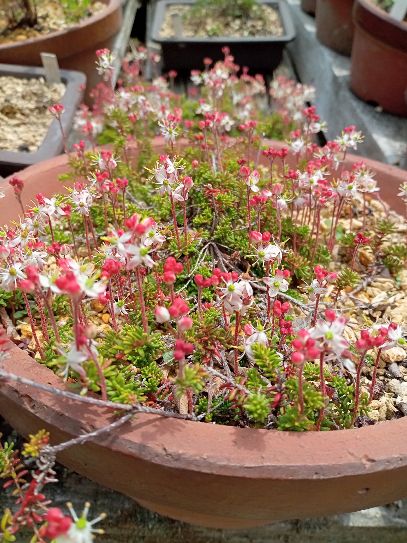 山野草　超希少　エゾツクモグサ　A 山野草 エゾツクモグサ 芦別岳 超希少
