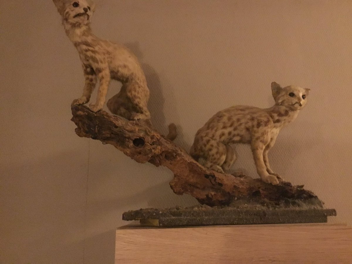 PhylogenyExplo3's tweet image. Sometime ago one of the admins got this there really nice to see. #animals #taxa #whatisit