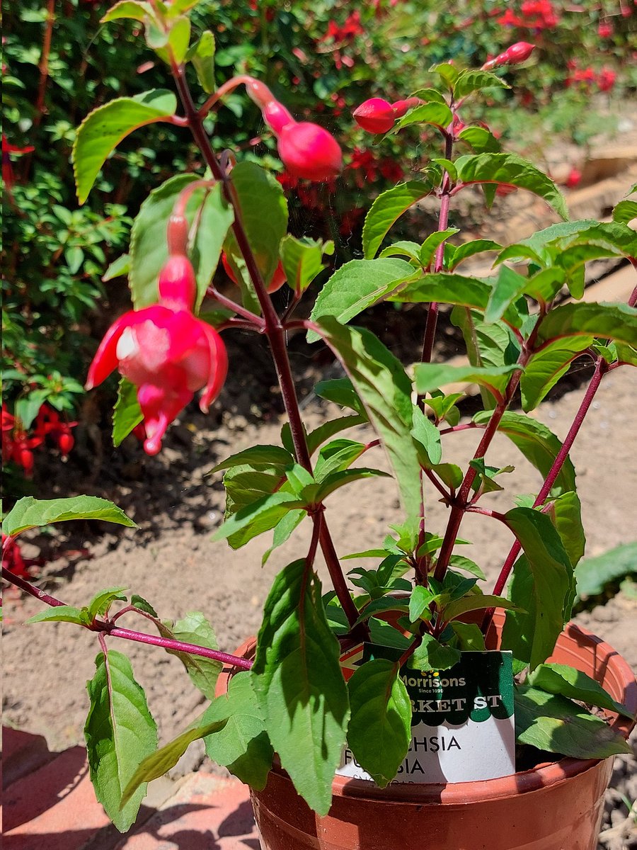 justme_tracey's tweet photo. Just a few of my fuchsia plants πͺ΄ π βΊοΈ π
#flowers #JustALearner #LoveGardening #FirstTimeGardener https://t.co/Y7WL8rvK0K