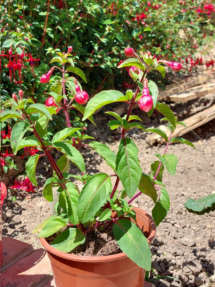 justme_tracey's tweet photo. Just a few of my fuchsia plants πͺ΄ π βΊοΈ π
#flowers #JustALearner #LoveGardening #FirstTimeGardener https://t.co/Y7WL8rvK0K