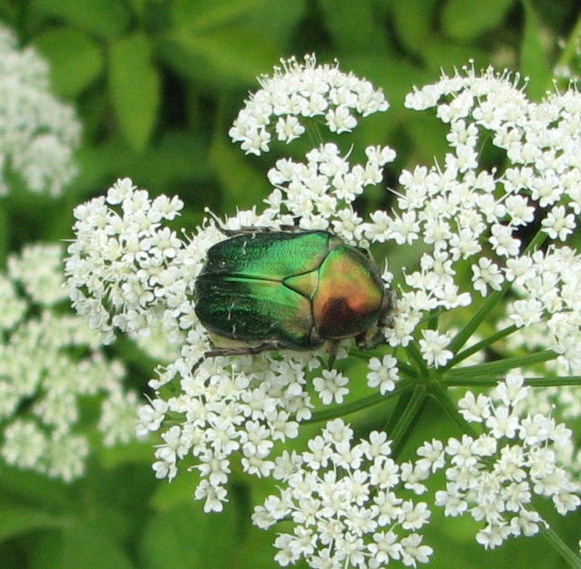 DevonLNP's tweet photo. Although Insect Week 2022 comes to an end today, the Photography Competition is open until 31 Oct 2022🐛 
Amateur photographers can submit their 3 best insect images into the Over 18, or Under 18 category
#InsectWeek2022
https://t.co/SuVnFZFi75 https://t.co/xFFQS0Dqkf