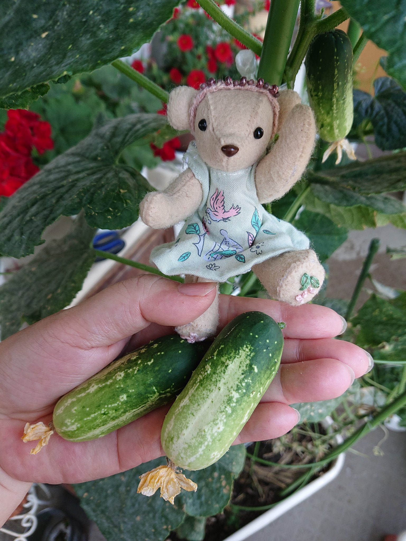 くまカフェ ピクルス用のミニキュウリが育ってきました 苗はまだそれほど大きくないので３日に２本くらいの収穫 ピッコラちゃんと一緒に楽しいキュウリ栽培ʕ ᴥ ʔﾙﾙﾝ ぬい撮り ベランダ菜園 T Co Fccny9ukee Twitter