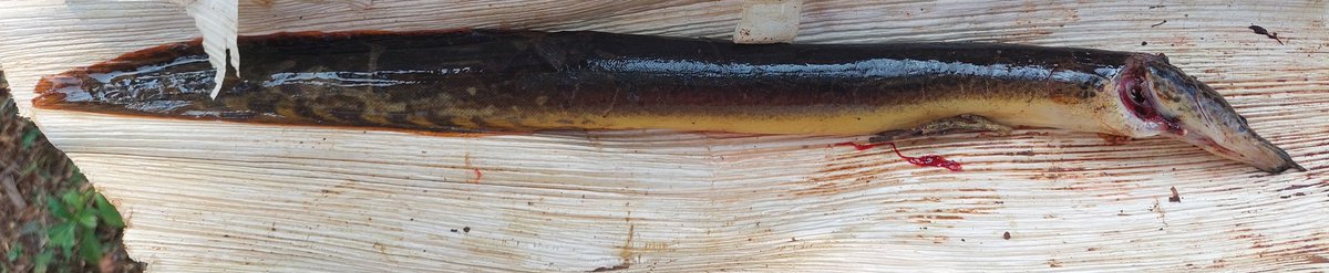 BorncuriousG's tweet photo. Kasle nuste?any guess ?#nuste https://t.co/I3Rc0YmzU1