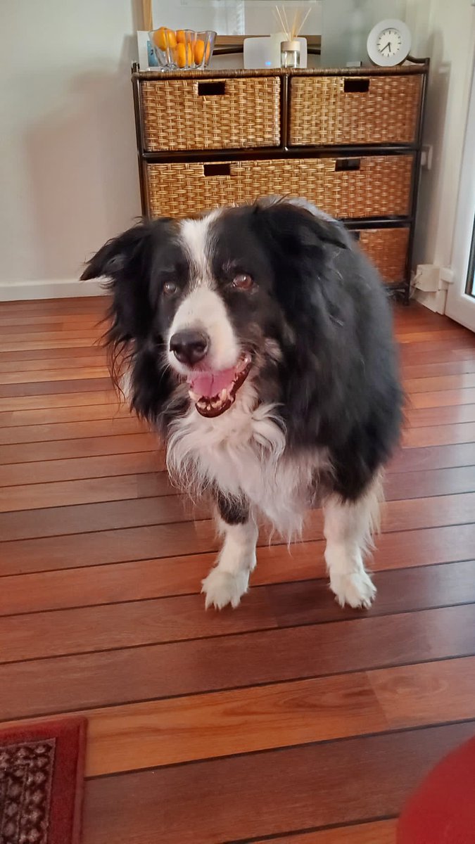 KenNeale4's tweet photo. My beautiful Nell died in my arms yesterday. I am devastated. My best friend for 15 years. Photo taken last week. https://t.co/rihLMF1dGA