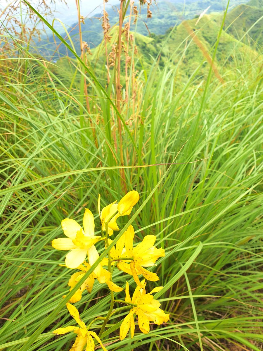 JayeLazarte's tweet photo. 📍Mt.Batulao

Glad to be back here, its been 7 years bago nakabalik sa mother mountain.
2016-2022 #MtBatulao https://t.co/qUSVCGvEwj