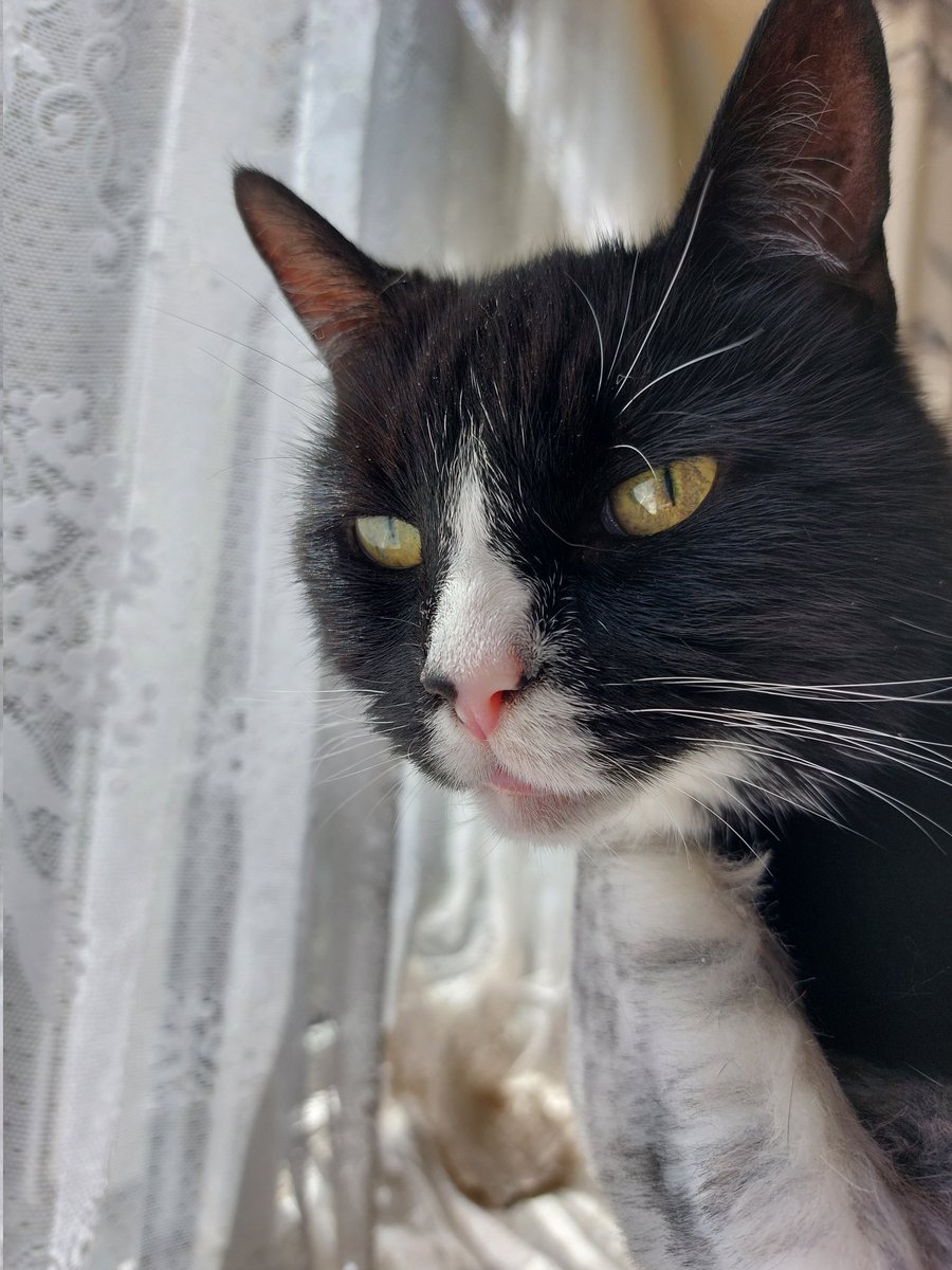 justme_tracey's tweet photo. Hi 👋 furrriends I'm BOX and #IAMBOSS today keeping an eye out. Sending Love ❤️ and purrs 🐾🐈⬛💐💜🦋😁🌻🧡 https://t.co/369LxHziSZ