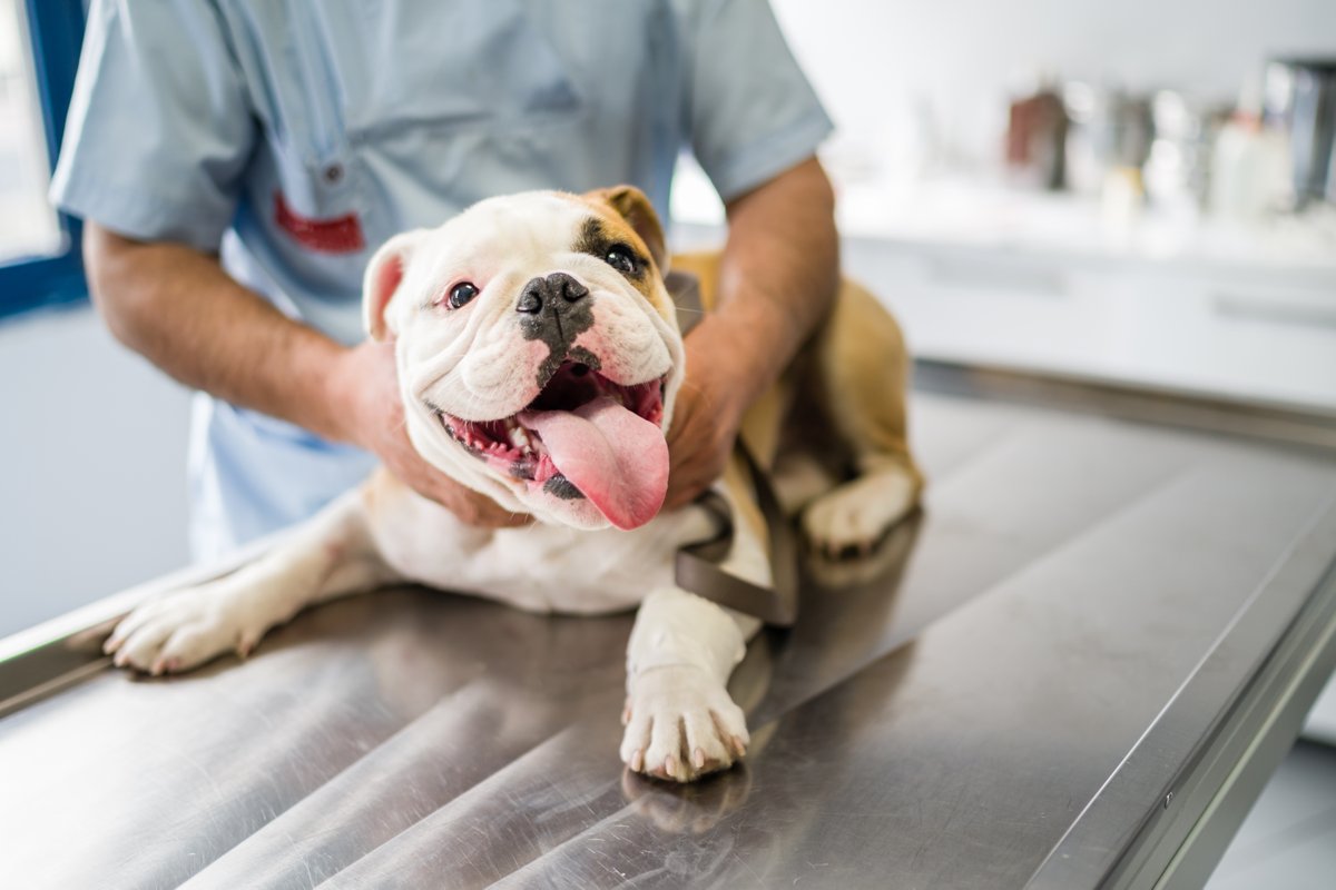 AvantHomes's tweet photo. Have you ever thought about investing in #PetInsurance? πΆπ©Ί
Get to know all about the associated costs, options available and whether itβs really worth it, so you can avoid ending up in a financial pickle when your pet gets sick or injured. https://t.co/POGlrMl4Hb #AvantPets https://t.co/YD2402fM04