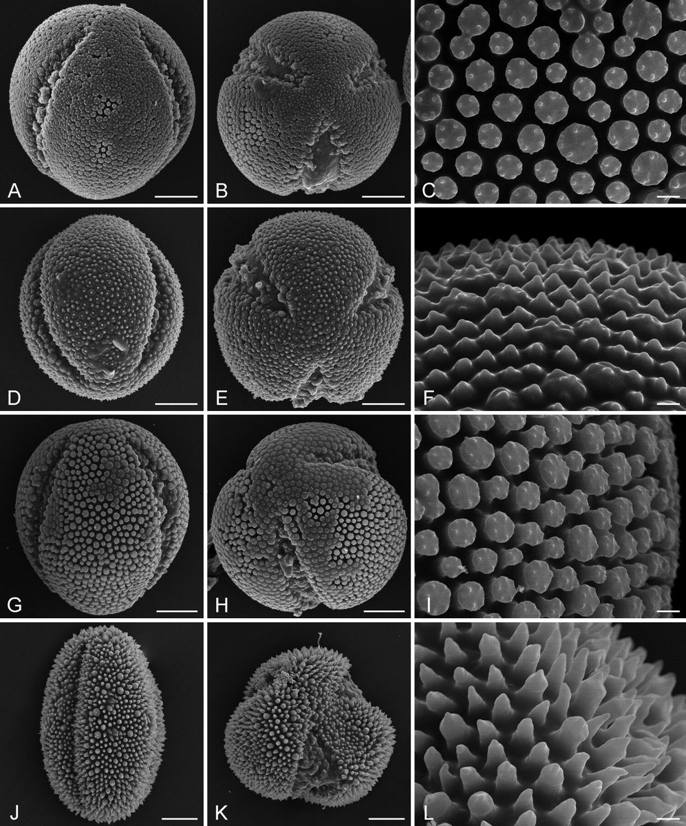AsiaPaleofloras's tweet photo. 📝 #Pollen #morphology of #Linum L. section #Syllinum Griseb. (#Linaceae) of #Turkey 🇹🇷
🔽
https://t.co/cCmEfzefeD https://t.co/A0pZ09XTH8