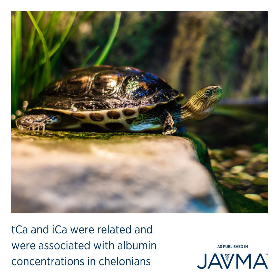AVMAJAVMA's tweet image. tCa and iCa were related and were associated with albumin concentrations in #chelonians. Evaluation of tCa or iCa alone is likely to result in underdiagnosis of alterations of the #calcium status. Learn more: jav.ma/calcium @ACZM1 @OKStateVetMed #zoomed #reptilemed