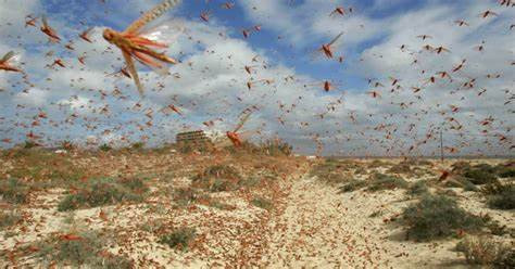 Naija_PR's tweet image. FG has confirmed the outbreak of swarm birds and locusts
