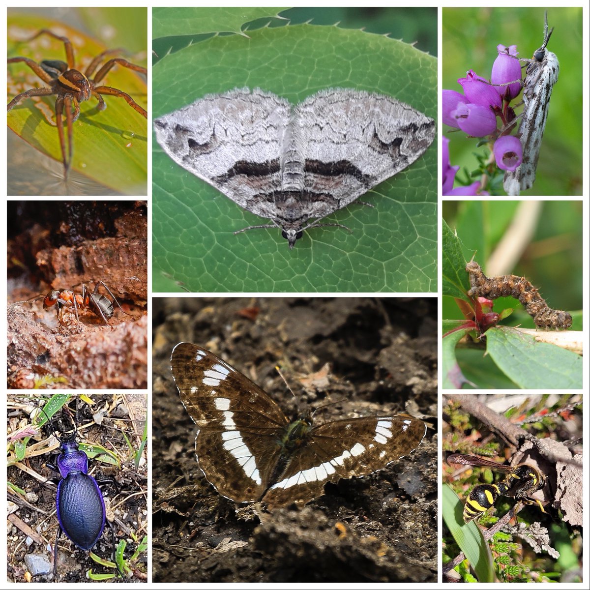 #DorsetForests's woodlands, heathlands & wetlands provide vital habitats to many rare & important species. We hope you've enjoyed a look at some of our smaller inhabitants during #InsectWeek! 🦗🐝🐜

#InsectWeek22 #LittleThingsThatRunTheWorld #LoveInsects #nature #wildlife