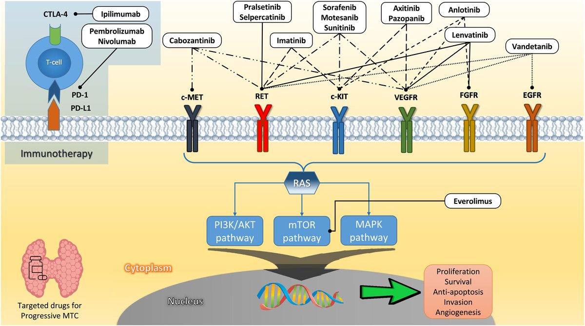 Check out this #BACR 2022 featured article: Metastatic medullary thyroid carcinoma: a new way forward authored by Anna Angelousi et al. @uoaofficial ow.ly/THBH30smwOE