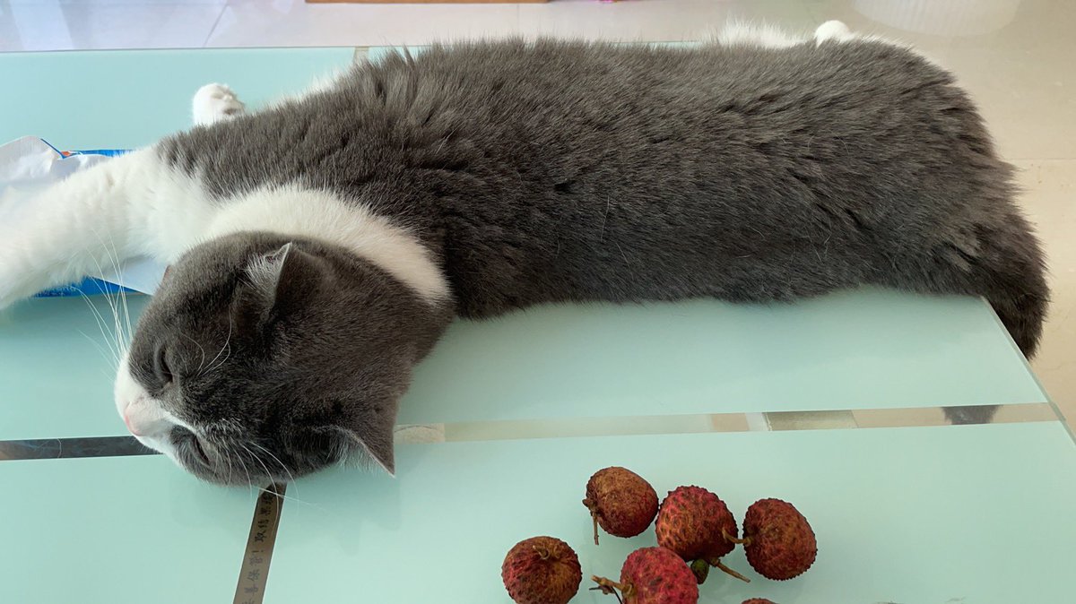 小家伙陪着我，老大哥在外酣睡😪