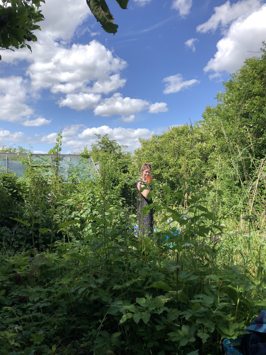 Overgrown allotment complete with big juicy strawberries. Joy joy joy