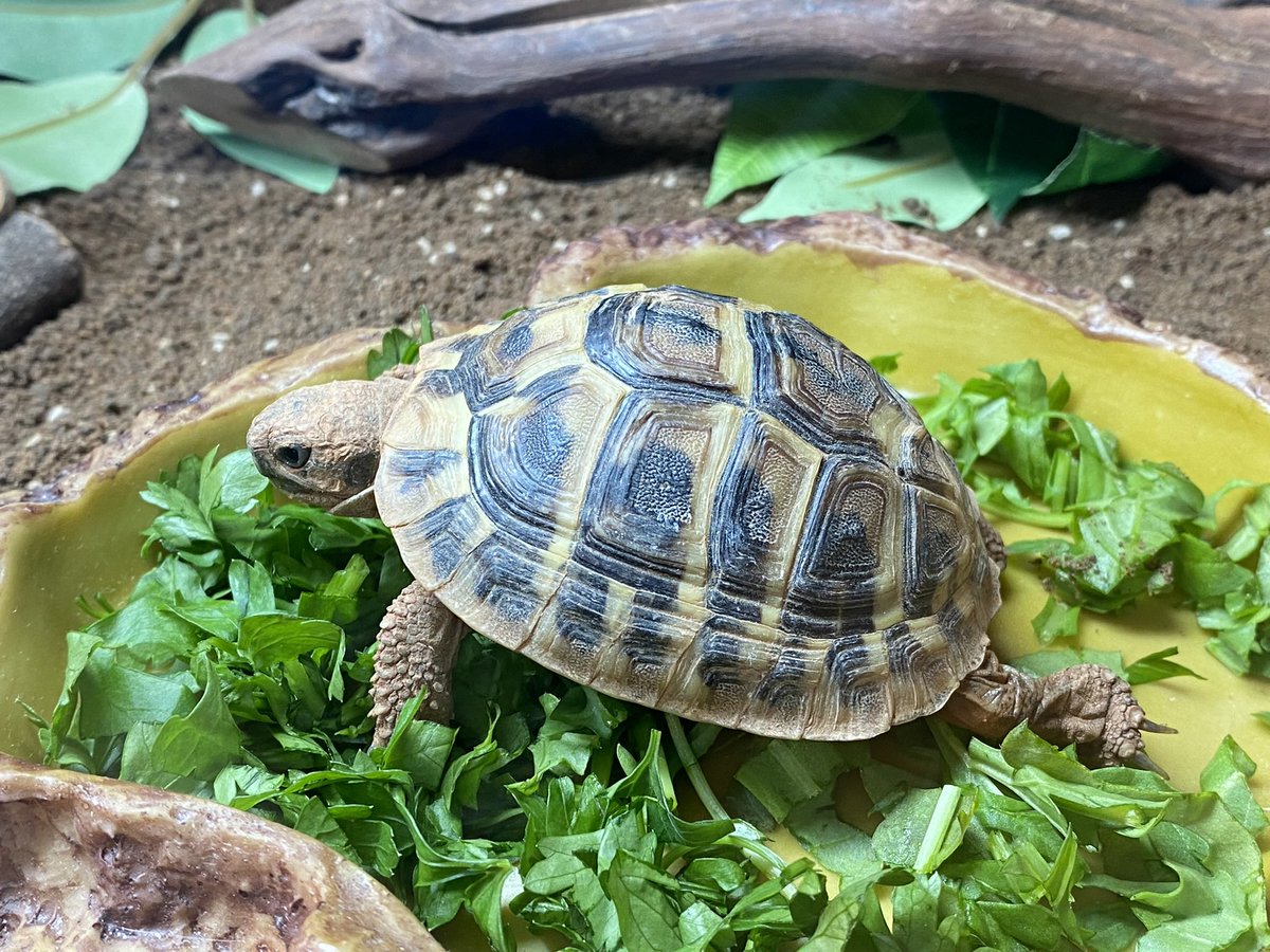 MichaelaGoodson's tweet photo. Meet the new little baby! Ernie the Hermann Tortoise! 😁 https://t.co/5Oe7TwrKyl